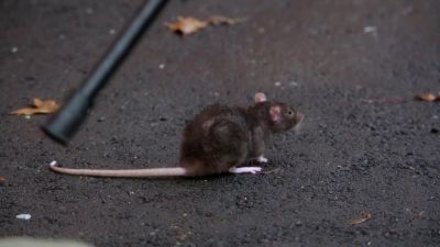 (SQUEAKING) - Once Upon a Time