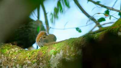 [squeaking] - Tiny World