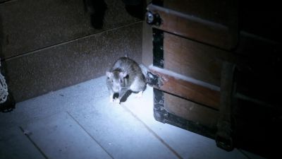 (SQUEAKING) - Curse of Chucky