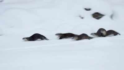 [squeaking] - Epic Yellowstone