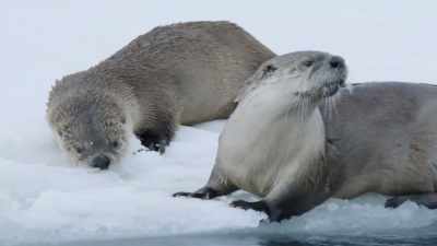 [squeaking] - Epic Yellowstone
