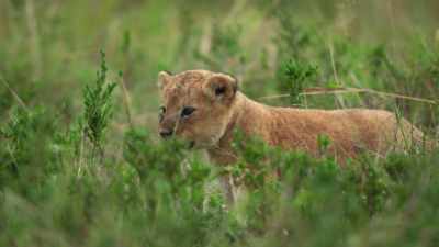 (SQUEAKING) - Dynasties