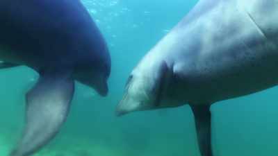 [ Squeaking ] - Attenborough and the Sea Dragon