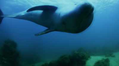 [ Squeaking ] - Attenborough and the Sea Dragon