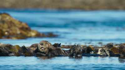 (SQUEAKING) - Blue Planet II