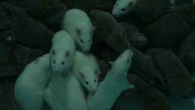 [SQUEAKING] - Absentia