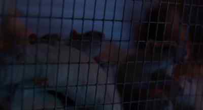 [Squeaking] - I Love Trouble