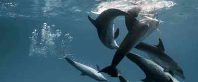 [Squeaking] - The Requin