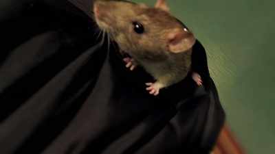 SQUEAKS - Ratburger
