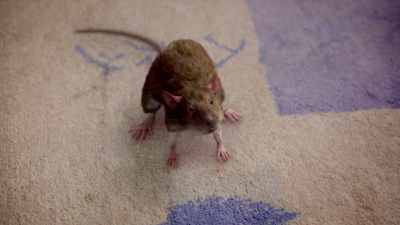SQUEAKS - Ratburger