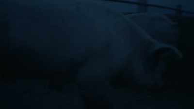 [squealing, grunting] - Squealer