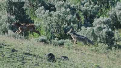 [squealing] - Epic Yellowstone