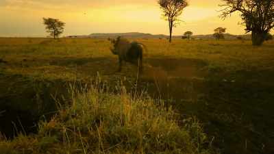 SQUEALING - Serengeti
