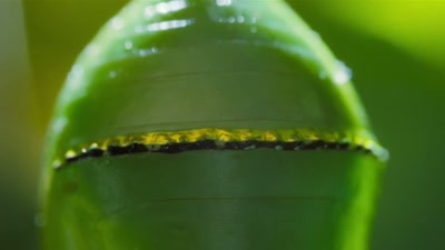'Squeezed into a tiny cocoon, - A Year on Planet Earth