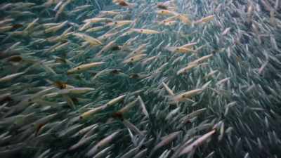 Squid are increasingly replacing fish. - Our Planet