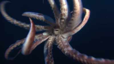 "Squids have beaks, like birds." - Secrets of the Whales