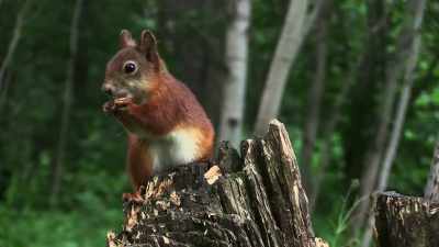 [squirrel chirps happily] - Hunting Housewives