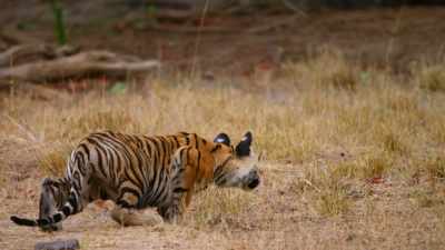 Stalk - Dynasties
