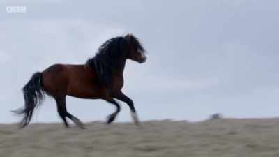 STALLION NEIGHS - Wales: Land of the Wild