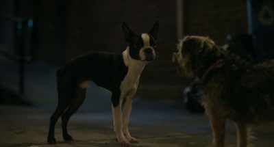 (stammering):
I'm sorry, man, - Strays