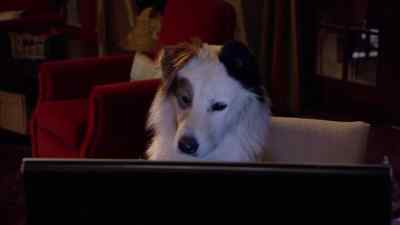STAN: So, in case
you haven't heard, - Dog with a Blog