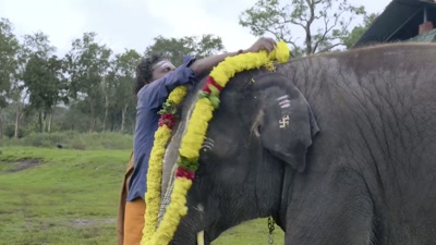 Stand still!
Are you trying to eat the garland? - The Elephant Whisperers