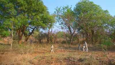 Stand tall to spot the snake
and keep your distance. - The Secret Lives of Animals