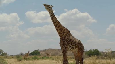 Standing 17 feet tall... - Big Beasts