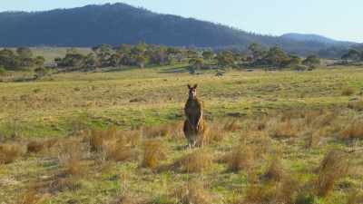 Standing on your own
two feet is not easy, - The Secret Lives of Animals