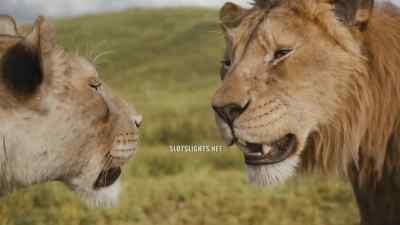 - Stark!
- We are here - Mufasa: The Lion King