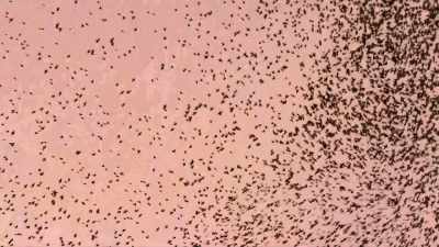 Starlings barely reach 50 miles an hour, - Super/Natural