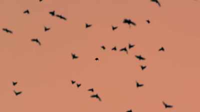 Starlings process visual cues
much quicker than humans - Super/Natural