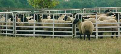 Starting the lambs on their
journey - Clarkson's Farm