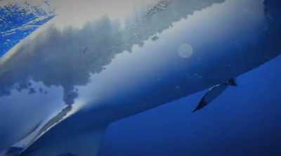Startling an attacking shark
may be near impossible. - Shark Attack Files
