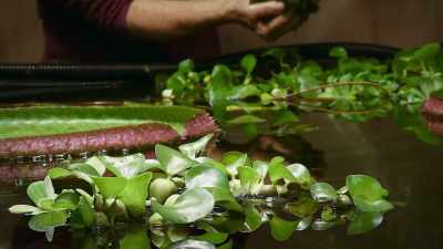 State of the art tools
help keep the algae at bay. - The Green Planet