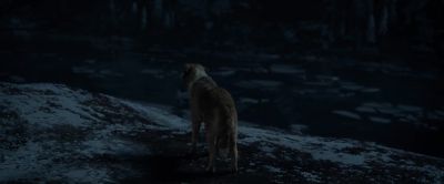 Stay. Go. - The Call of the Wild
