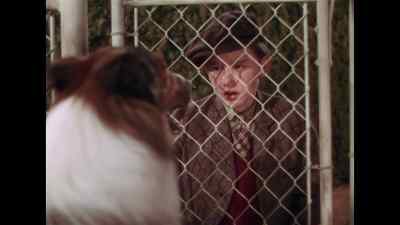Stay here and bide happy, Lassie. - Lassie Come Home