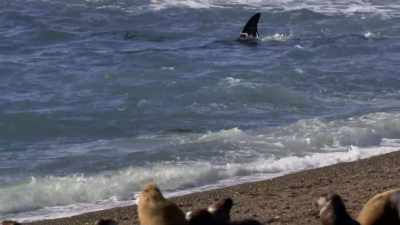''Stay low.'' - Secrets of the Whales