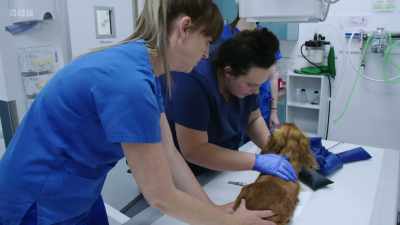 Stay, stay, stay. - 24/7 Pet Hospital