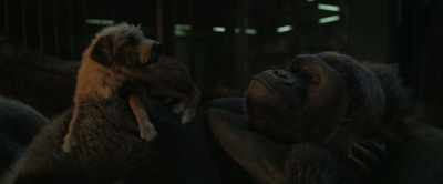- [Stella] Hi.
- [grunts] - The One and Only Ivan