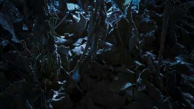 Stems, when frozen, rupture. - The Green Planet