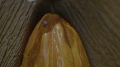 -[Stephanie] Like a play on a cocoa tree?
-[Juan] It is a cocoa pod. - School of Chocolate