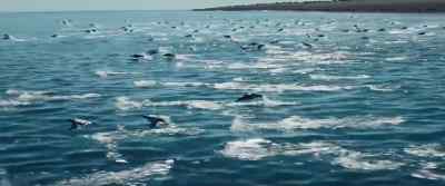 [Stephanie] Look! There they go! - My Penguin Friend