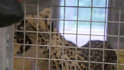 Stephanie: Suzi raised kesi,
but they don't have, - Secrets of the Zoo