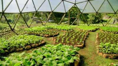 [Stephen] This is the communal garden - Down to Earth with Zac Efron