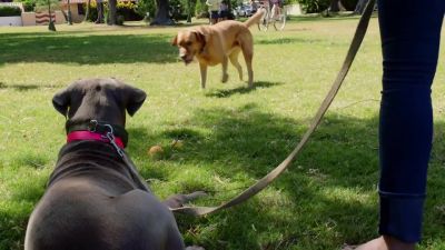 STEVE:
Wait, are you sure
that dog's friendly? - Hawaii Five-O
