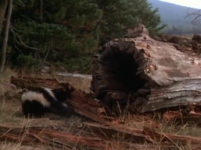 Stick your head into that hole - Homeward Bound: The Incredible Journey