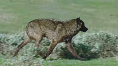 Still alone, still hungry, - Epic Yellowstone