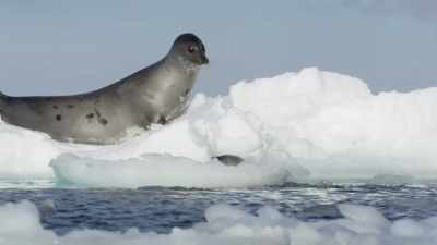 Still developing
his insulating blubber, - Frozen Planet II