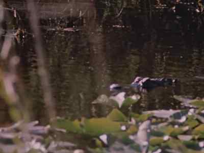 Still he's
a persistent hunter. - Prowlers of the Everglades